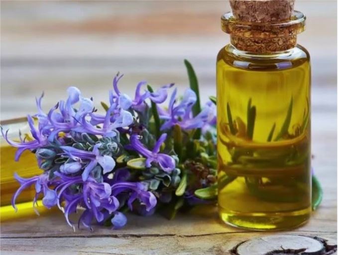 Tinh dầu hương thảo giúp trị mùi hôi cơ thể hiệu quả 