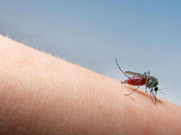 Đổ mồ hôi nhiều có hút muỗi không?