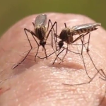 Đổ mồ hôi nhiều thu hút muỗi hơn, câu trả lời ra sao?