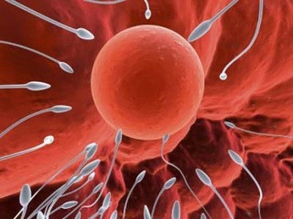 Khi nam giới xuất tinh vào âm đạo, tinh trùng sẽ di chuyển bên trong đến gặp và kết hợp với trứng để tạo thành phôi thai